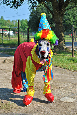 GreatDane_2.jpg